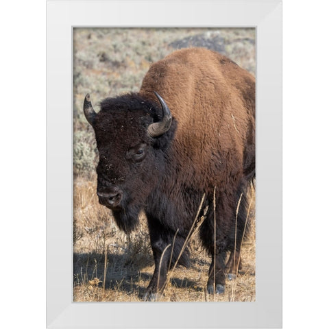 USA-Wyoming-Yellowstone National Park-Lamar Valley-Male American bison White Modern Wood Framed Art Print by Hopkins, Cindy Miller