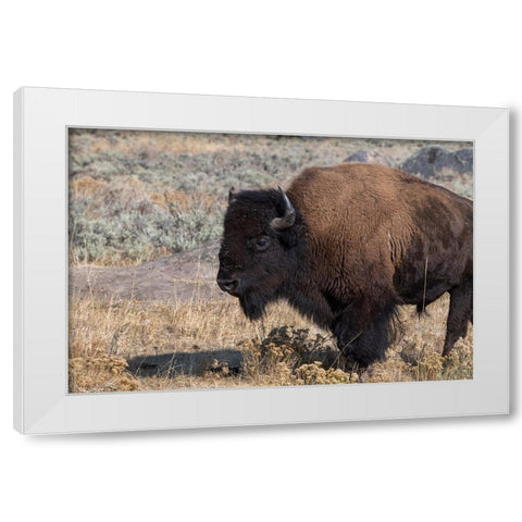 USA-Wyoming-Yellowstone National Park-Lamar Valley-Male American bison White Modern Wood Framed Art Print by Hopkins, Cindy Miller
