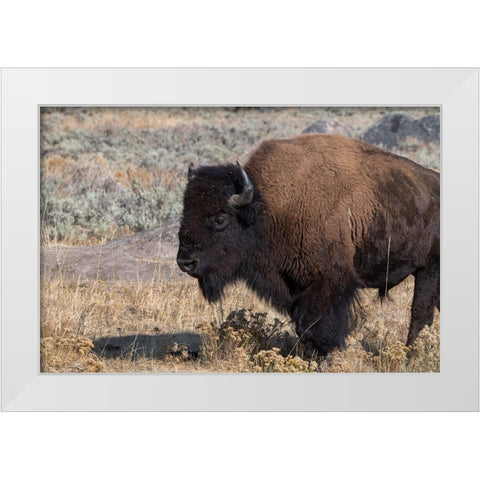 USA-Wyoming-Yellowstone National Park-Lamar Valley-Male American bison White Modern Wood Framed Art Print by Hopkins, Cindy Miller