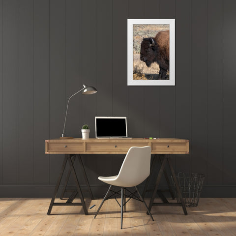 USA-Wyoming-Yellowstone National Park-Lamar Valley-Male American bison White Modern Wood Framed Art Print by Hopkins, Cindy Miller