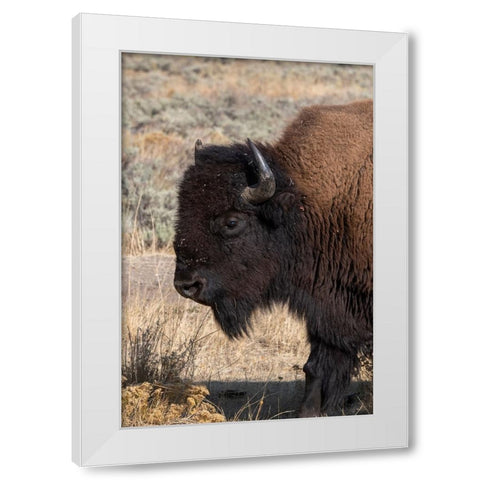 USA-Wyoming-Yellowstone National Park-Lamar Valley-Male American bison White Modern Wood Framed Art Print by Hopkins, Cindy Miller