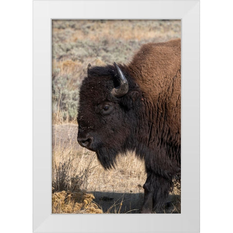 USA-Wyoming-Yellowstone National Park-Lamar Valley-Male American bison White Modern Wood Framed Art Print by Hopkins, Cindy Miller