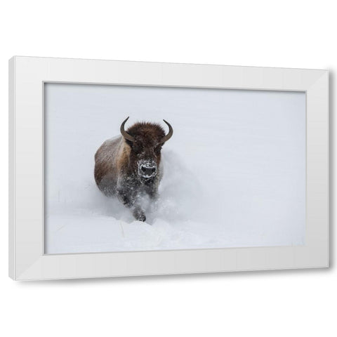USA-Wyoming-Yellowstone National Park Lone bull bison running in deep snow White Modern Wood Framed Art Print by Hopkins, Cindy Miller