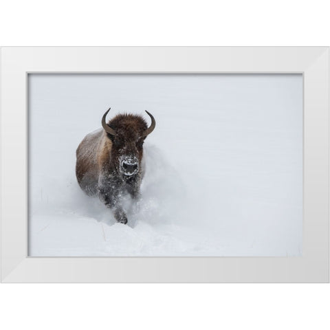 USA-Wyoming-Yellowstone National Park Lone bull bison running in deep snow White Modern Wood Framed Art Print by Hopkins, Cindy Miller