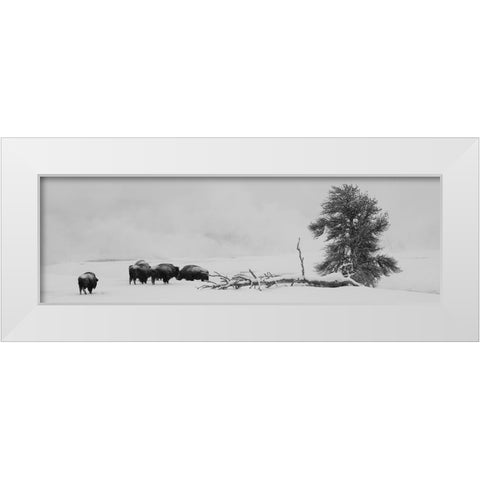 USA-Wyoming-Yellowstone National Park Bison herd in snow White Modern Wood Framed Art Print by Hopkins, Cindy Miller
