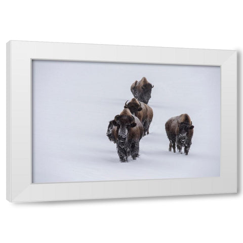 USA-Wyoming-Yellowstone National Park Bison herd in the snow White Modern Wood Framed Art Print by Hopkins, Cindy Miller