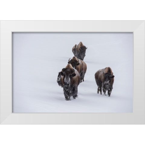 USA-Wyoming-Yellowstone National Park Bison herd in the snow White Modern Wood Framed Art Print by Hopkins, Cindy Miller