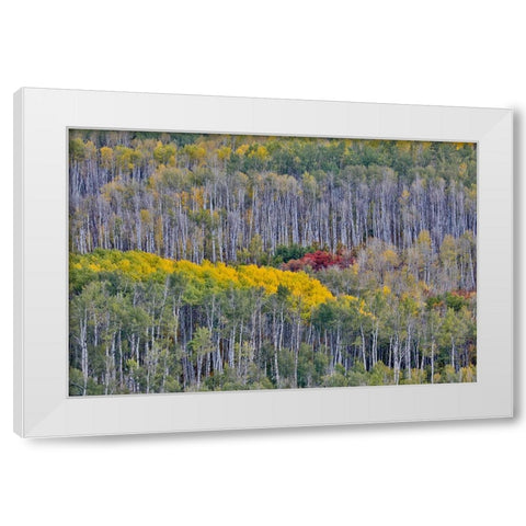 USA- Wyoming. Kebler Pass with Aspen grove in fall color White Modern Wood Framed Art Print by Gulin, Darrell