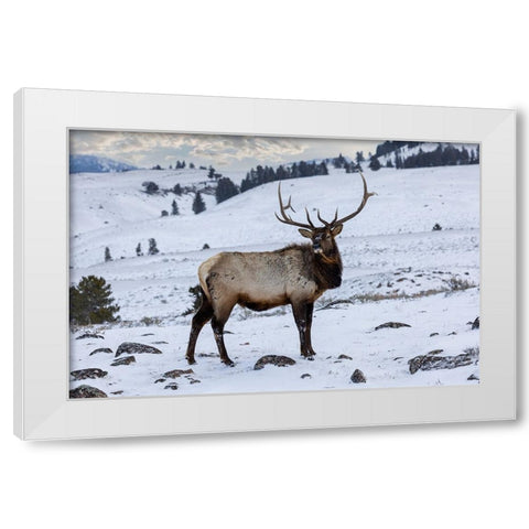 USA- Wyoming- Yellowstone National Park. Lone bull elk in snow White Modern Wood Framed Art Print by Gulin, Darrell