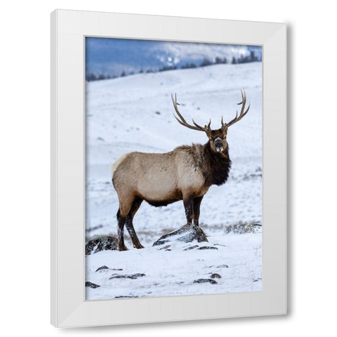 USA- Wyoming- Yellowstone National Park. Lone bull elk in snow White Modern Wood Framed Art Print by Gulin, Darrell