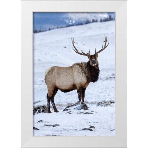 USA- Wyoming- Yellowstone National Park. Lone bull elk in snow White Modern Wood Framed Art Print by Gulin, Darrell