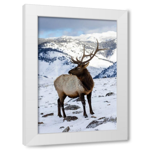 USA- Wyoming- Yellowstone National Park. Lone bull elk in snow White Modern Wood Framed Art Print by Gulin, Darrell