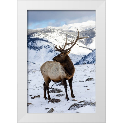 USA- Wyoming- Yellowstone National Park. Lone bull elk in snow White Modern Wood Framed Art Print by Gulin, Darrell