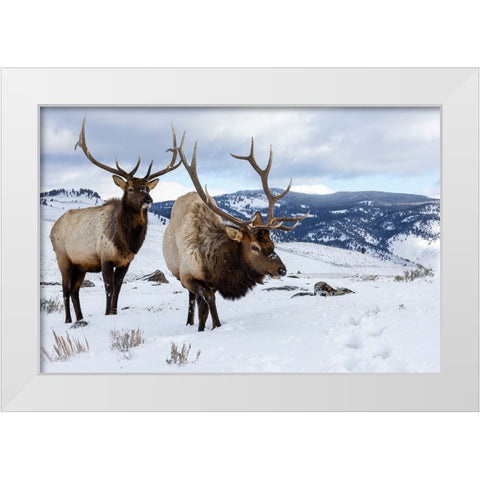 USA- Wyoming- Yellowstone National Park. Pair of bull elk in snow White Modern Wood Framed Art Print by Gulin, Darrell