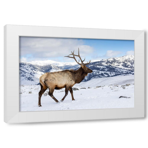 USA- Wyoming- Yellowstone National Park. Lone bull elk in snow White Modern Wood Framed Art Print by Gulin, Darrell