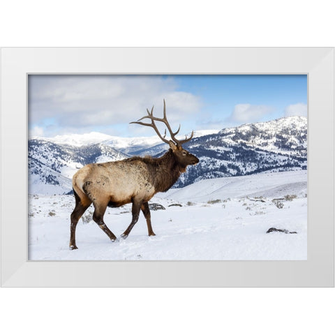USA- Wyoming- Yellowstone National Park. Lone bull elk in snow White Modern Wood Framed Art Print by Gulin, Darrell