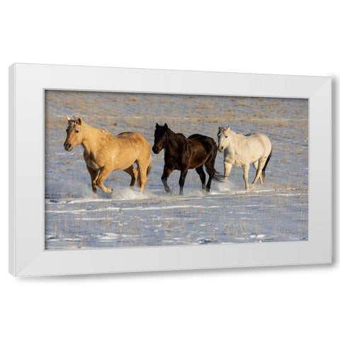 USA- Shell- Wyoming. Hideout Ranch with small herd of horses in snow.  White Modern Wood Framed Art Print by Gulin, Darrell