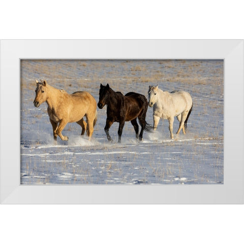 USA- Shell- Wyoming. Hideout Ranch with small herd of horses in snow.  White Modern Wood Framed Art Print by Gulin, Darrell