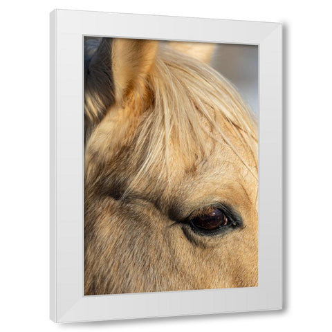 USA- Shell- Wyoming. Hideout Ranch close-up of horses eye.  White Modern Wood Framed Art Print by Gulin, Darrell