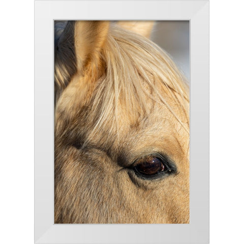 USA- Shell- Wyoming. Hideout Ranch close-up of horses eye.  White Modern Wood Framed Art Print by Gulin, Darrell