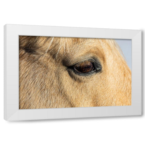 USA- Shell- Wyoming. Hideout Ranch close-up of horses eye.  White Modern Wood Framed Art Print by Gulin, Darrell