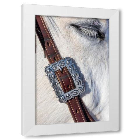 USA- Shell- Wyoming. Hideout Ranch tack on horse.  White Modern Wood Framed Art Print by Gulin, Darrell
