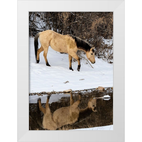 USA- Shell- Wyoming. Hideout Ranch lone horse in reflection Shell creek.  White Modern Wood Framed Art Print by Gulin, Darrell