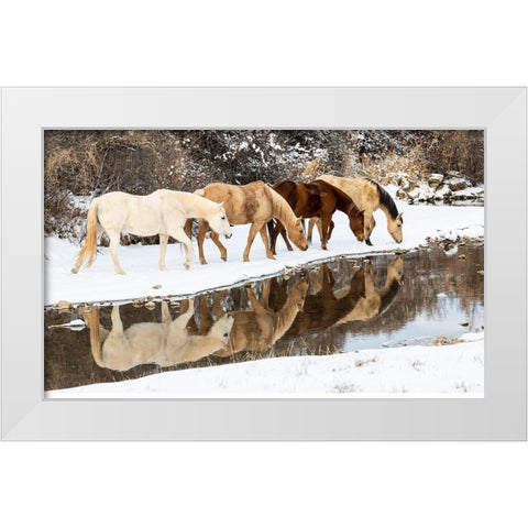 USA- Shell- Wyoming. Hideout Ranch horses in reflection Shell Creek.  White Modern Wood Framed Art Print by Gulin, Darrell