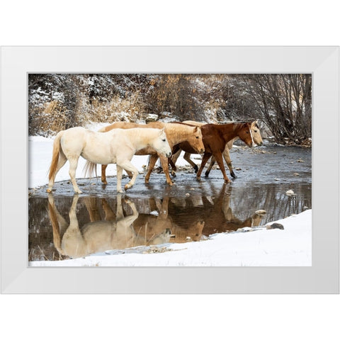 USA- Shell- Wyoming. Hideout Ranch horses in reflection Shell Creek.  White Modern Wood Framed Art Print by Gulin, Darrell