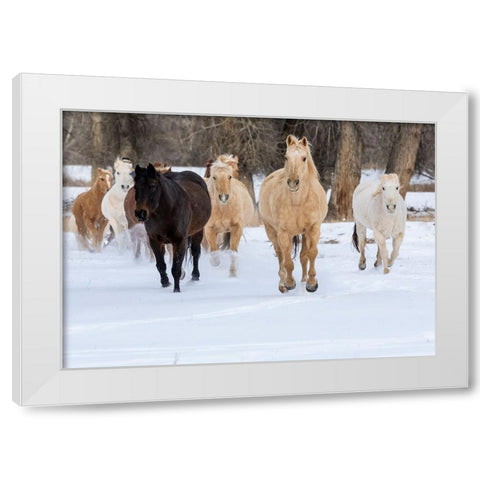 USA- Shell- Wyoming. Hideout Ranch with small herd of horses in snow.  White Modern Wood Framed Art Print by Gulin, Darrell