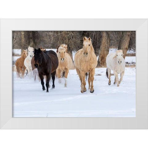 USA- Shell- Wyoming. Hideout Ranch with small herd of horses in snow.  White Modern Wood Framed Art Print by Gulin, Darrell