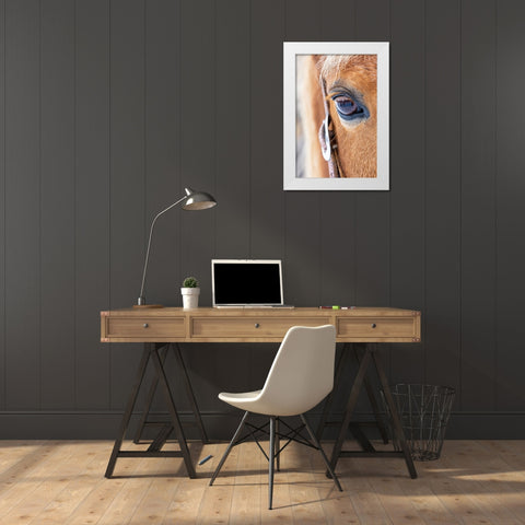 USA- Shell- Wyoming. Hideout Ranch close-up of horses eye.  White Modern Wood Framed Art Print by Gulin, Darrell