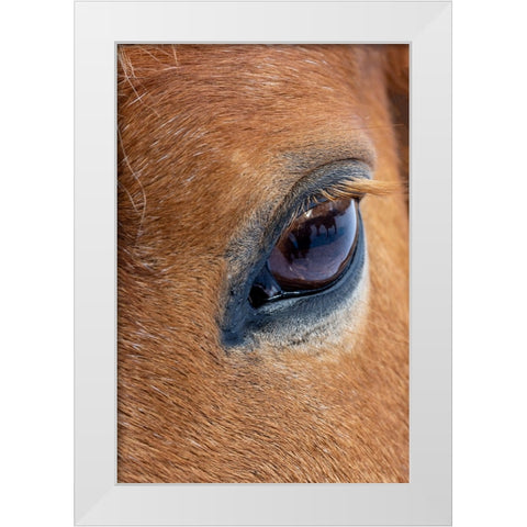 USA- Shell- Wyoming. Hideout Ranch close-up of horses eye.  White Modern Wood Framed Art Print by Gulin, Darrell