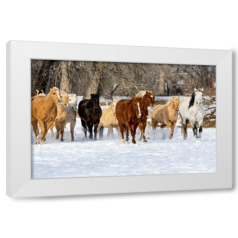 USA- Shell- Wyoming. Hideout Ranch with small herd of horses in snow.  White Modern Wood Framed Art Print by Gulin, Darrell