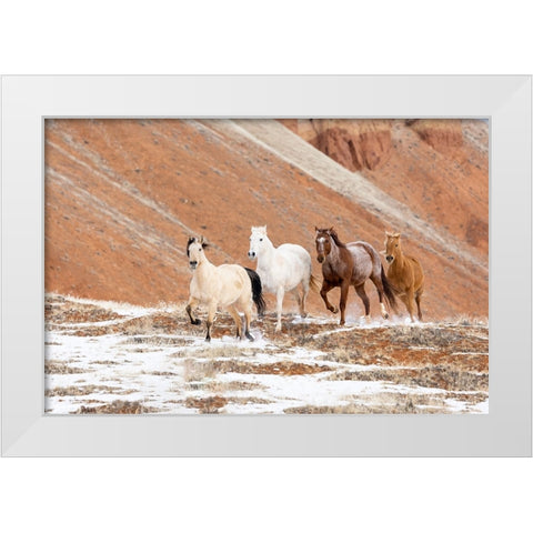 USA- Shell- Wyoming. Hideout Ranch with small herd of horses in snow.  White Modern Wood Framed Art Print by Gulin, Darrell