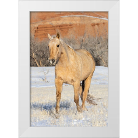 USA- Shell- Wyoming. Hideout Ranch lone horse in snow.  White Modern Wood Framed Art Print by Gulin, Darrell