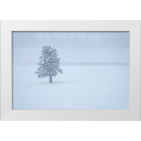 Lone tree White Modern Wood Framed Art Print by Theodore, George and Marilu