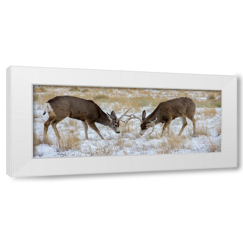 Young mule deer bucks play fighting-Rawlins-Wyoming-USA White Modern Wood Framed Art Print by Garber, Howie