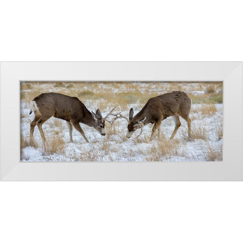 Young mule deer bucks play fighting-Rawlins-Wyoming-USA White Modern Wood Framed Art Print by Garber, Howie