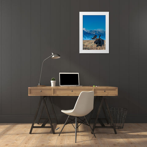 Bull moose portrait with Grand Teton National Park in background-Wyoming White Modern Wood Framed Art Print by Garber, Howie