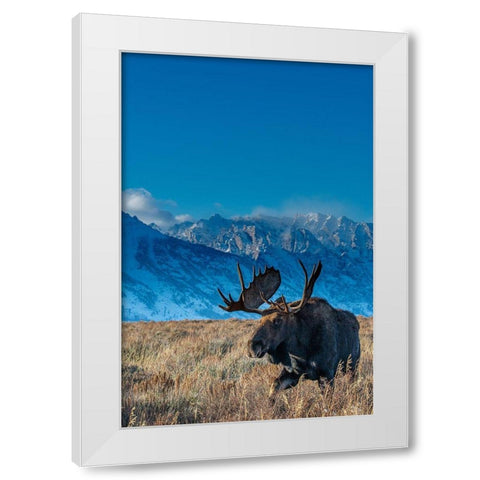Bull moose portrait with Grand Teton National Park in background-Wyoming White Modern Wood Framed Art Print by Garber, Howie