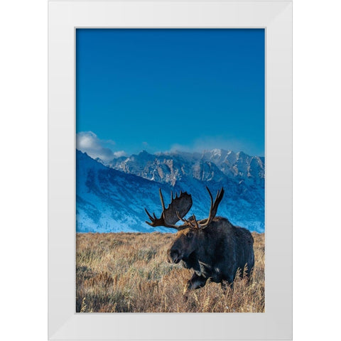 Bull moose portrait with Grand Teton National Park in background-Wyoming White Modern Wood Framed Art Print by Garber, Howie