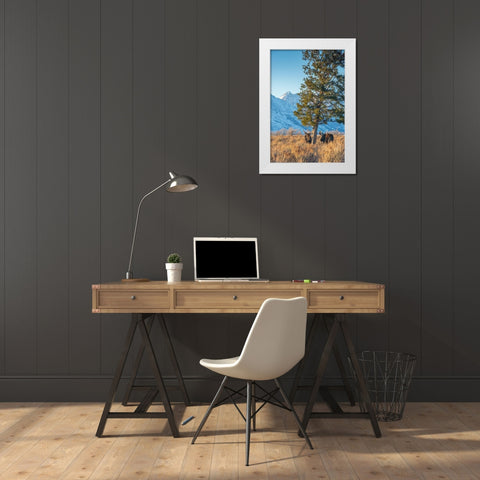 Bull moose vie for dominance at evergreen tree Grand Teton-National Park-Wyoming White Modern Wood Framed Art Print by Garber, Howie