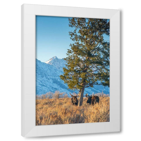 Bull moose vie for dominance at evergreen tree Grand Teton-National Park-Wyoming White Modern Wood Framed Art Print by Garber, Howie
