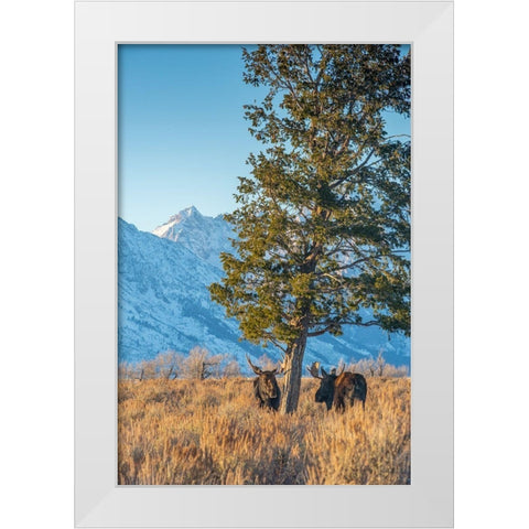 Bull moose vie for dominance at evergreen tree Grand Teton-National Park-Wyoming White Modern Wood Framed Art Print by Garber, Howie