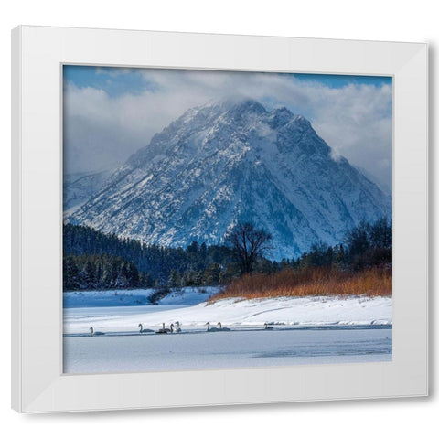 Flock of Trumpeter swans swim at Oxbow Bend in front of Mount Moran-Grand Teton National Park White Modern Wood Framed Art Print by Garber, Howie