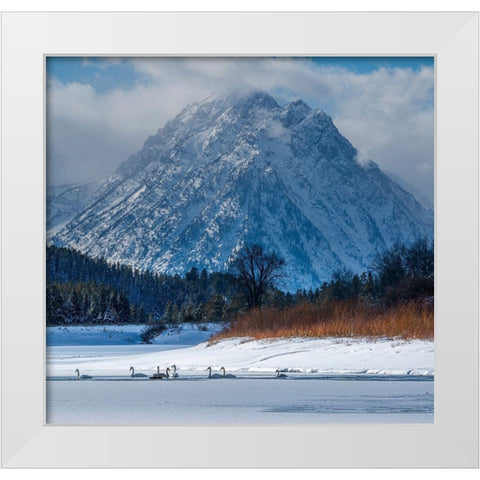 Flock of Trumpeter swans swim at Oxbow Bend in front of Mount Moran-Grand Teton National Park White Modern Wood Framed Art Print by Garber, Howie