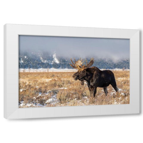 Bull moose portrait with snowy Grand Teton National Park in background-Wyoming White Modern Wood Framed Art Print by Garber, Howie
