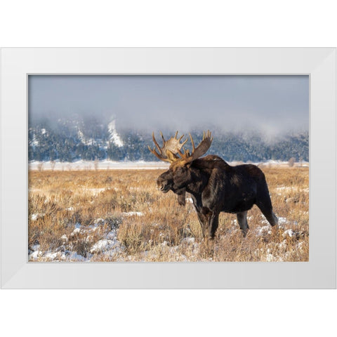 Bull moose portrait with snowy Grand Teton National Park in background-Wyoming White Modern Wood Framed Art Print by Garber, Howie
