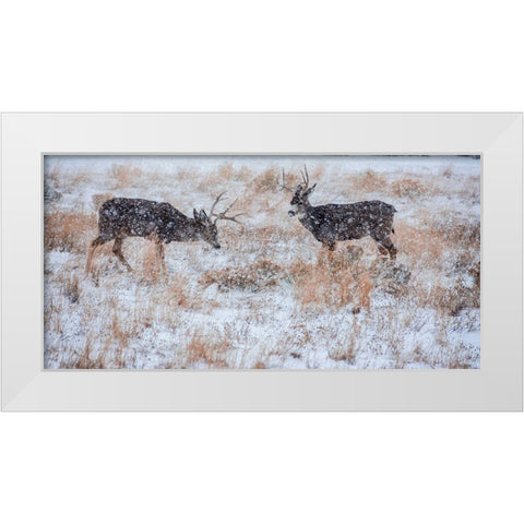 Mule Deer Bucks graze in snowstorm-Wyoming White Modern Wood Framed Art Print by Garber, Howie